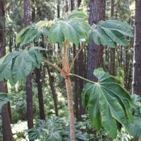 <i>Tetrapanax papyrifer</i>  (Hook.) K.Koch